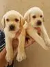 LABRADOR AMARELO/CHOCOLATE / PRETO LINDOS FILHOTES