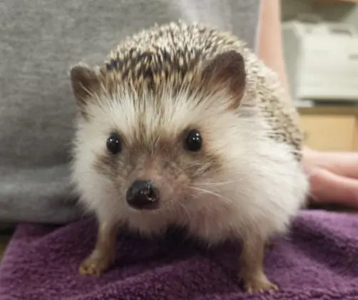 Hedgehog pronta entrega