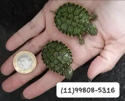 Tartaruga tigre dágua bebes- jovens ou adultos