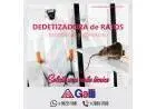 Controle e Exterminação de Pragas Galli