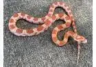 Corn Snake Amel - Cobra do milho