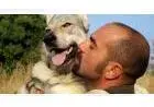 Adestramento canino - amigo cão formado