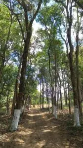 Terreno condomínio fechado-Km 68 da Rodovia Castelo Branco