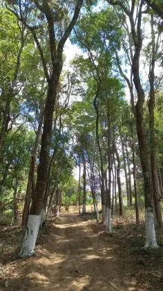 Terreno condomínio fechado-Km 68 da Rodovia Castelo Branco