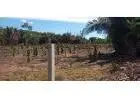 Lote 15 x 50 em Nazária