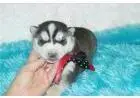 Filhotes de Husky para sua casa
