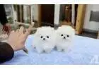 Lindos filhotes da Pomerânia para sua casa