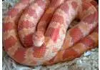 Corn Snake Amel e classic - Cobra do milho