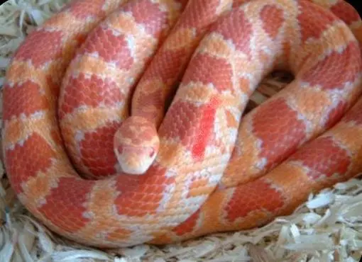 Corn Snake Amel e classic - Cobra do milho
