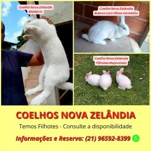 Coelho da Raça Nova Zelândia