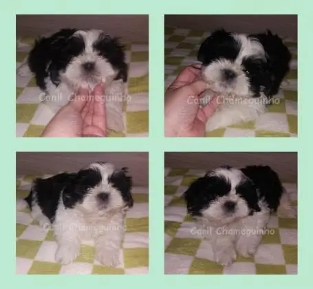 Shih Tzu Machinhos