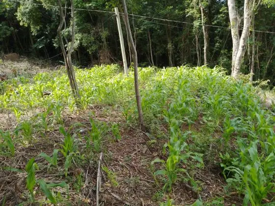 TERRENO DE 2000 METROS QUADRADOS EM NOVA HARTZ