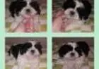 Shih Tzu Machinhos