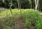 TERRENO DE 2000 METROS QUADRADOS EM NOVA HARTZ