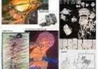 Wallace Vianna ilustrador desenhista freelancer autônomo Rio de Janeiro RJ