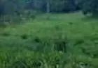 VENDA DE 1 HECTARE EM TAQUARA