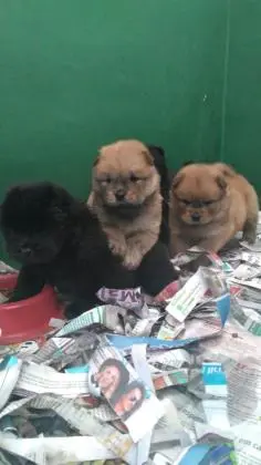 CHOW CHOW LINDOS FILHOTES