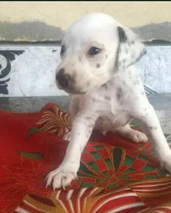 DÁLMATA LINDOS FILHOTES