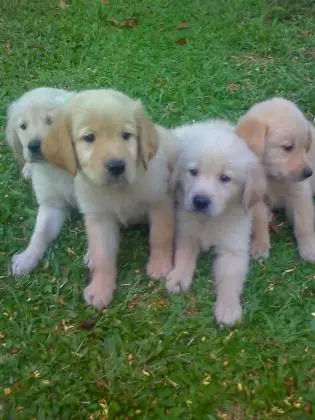 GOLDEN RETRIEVER LINDOS FILHOTES