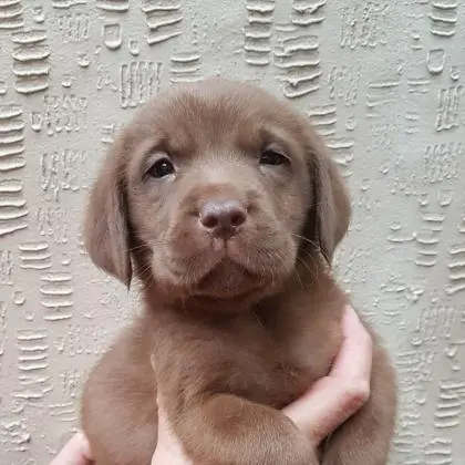 LABRADOR AMARELO/CHOCOLATE/PRETO LINDOS FILHOTES