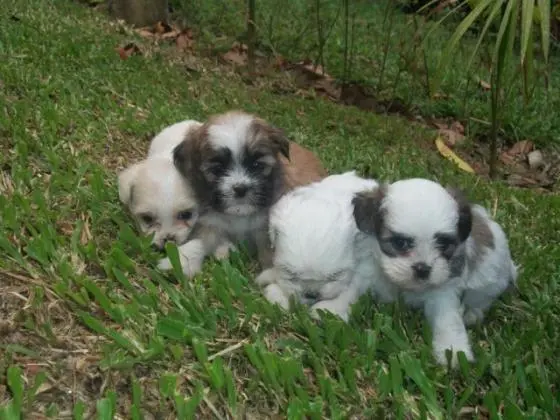 LHASA APSO LINDOS FILHOTES