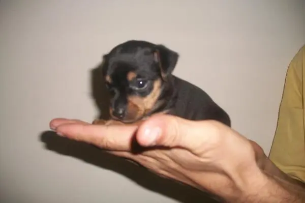 Pinscher lindos filhotes