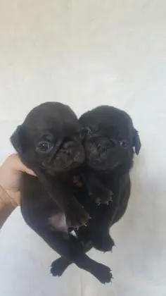 PUG LINDOS FILHOTES