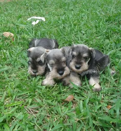 SCHNAUZER MINIATURA SAL E PIMENTA LINDOS FILHOTES