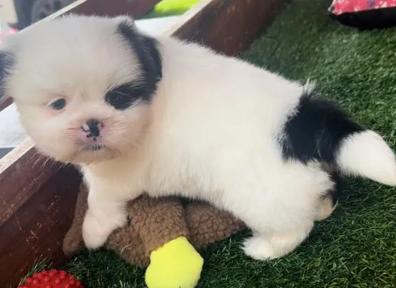 SHIH TZU LINDOS FILHOTES