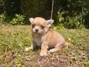 CHIHUAHUA LINDOS FILHOTES
