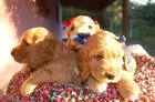COCKER SPANIEL INGLÊS LINDOS FILHOTES