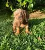 DACHSHUND ANÃO CURTO LINDOS FILHOTES