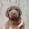 LABRADOR AMARELO/CHOCOLATE/PRETO LINDOS FILHOTES