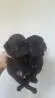 PUG LINDOS FILHOTES