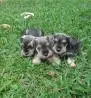 SCHNAUZER MINIATURA SAL E PIMENTA LINDOS FILHOTES
