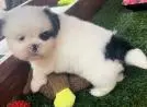 SHIH TZU LINDOS FILHOTES