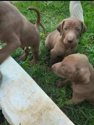 WEIMARANER LINDOS FILHOTES