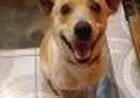 Doação de Cachorrinho dócil e alegre