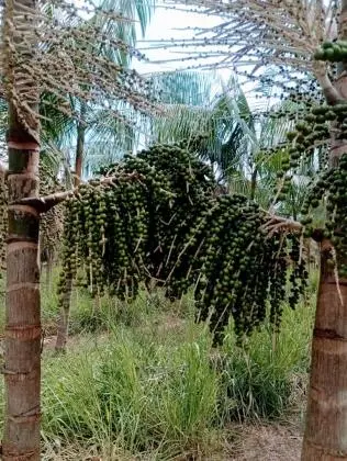 VENDO PROPRIEDADE RURAl