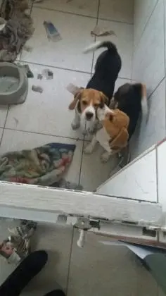 BEAGLE LINDOS FILHOTES