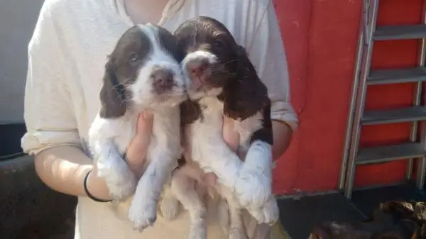 COCKER SPANIEL INGLÊSLINDOS FILHOTES