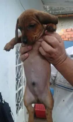 DACHSHUNDANÃO CURTO PELO CURTO PRETO E CANELA ARLEQUIM LINDOS FILHOTES