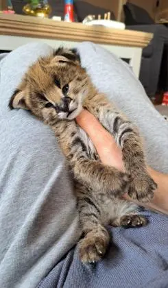 ninhada de Serval e Savannah, os gatinhos caracal