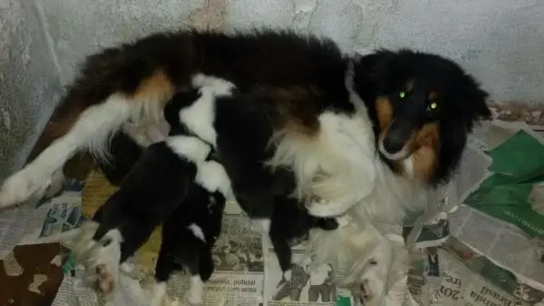 PASTOR SHETLAND LINDOS FILHOTES