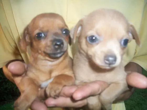 Pinscher lindos filhotes