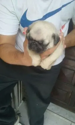 PUG LINDOS FILHOTES