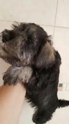 SCHNAUZER MINIATURA SAL E PIMENTA LINDOS FILHOTES