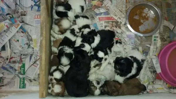 SHIH TZULINDOS FILHOTES