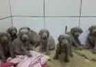 WEIMARANER LINDOS FILHOTES