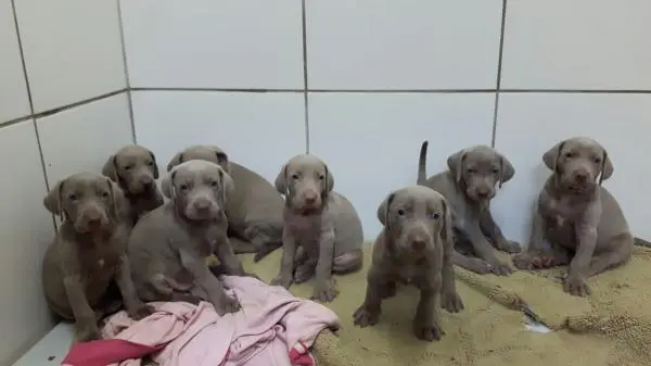 WEIMARANER LINDOS FILHOTES